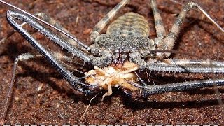 Damon Diadema Tailless Whip Scorpion Care Video [upl. by Anyel]