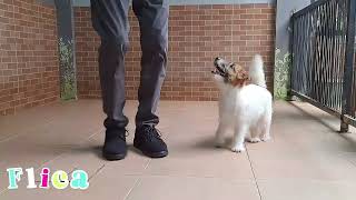 Fun With Flica 9 Months Jack Russell Terrier [upl. by Taddeo824]