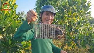 Bẫy Cống Nhum Lượm Trứng Vịt Rớt Trong VườnCống Nhum Nướng Chao Thơm Phức  ỐcNhỏMiềnTây 28 [upl. by Eseerahs99]