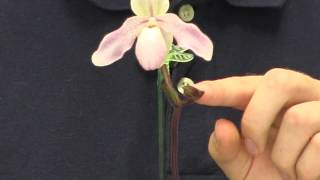 Blooming Orchids Spotlight  Paphiopedilum Pink Fred PAPH009 [upl. by Nickey]