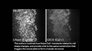 Calcium dynamics during nervous system morphogenesis [upl. by Anilahs24]