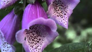 Roter Fingerhut Digitalis purpurea [upl. by Selway]