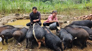 Harvest apple orchards go to the market  Take care of the pet l Lý Thị Sai [upl. by Balling]