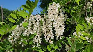 Black locust [upl. by Adolphus]