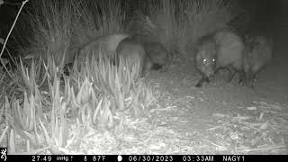 Jun 30 2023 javelinas playing and fighting [upl. by Frieder592]