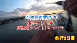 浜名湖青物狙い 日の出前の短時間勝負 3バイト1キャッチ ブリの幼魚ワカシ釣り [upl. by Essinger578]