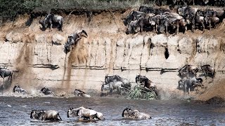 Stampeding Wildebeest Migration [upl. by Cinemod525]