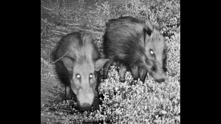 Adorable African Bushpig at Mabula Gnu [upl. by Enilorak]