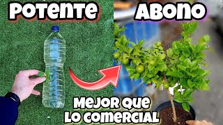 TEN tu ÁRBOL de LIMÓN lleno de FLORES y FRUTOS Gracias a este ABONO CASERO PARA CÍTRICOS y Plantas [upl. by Normy]