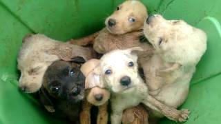 Filhotes de cachorros abandonados em lata de lixo em São Joaquim [upl. by Croner]