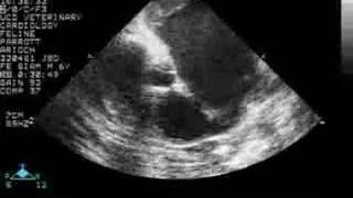 Feline Cardiomyopathy  Atrial Thrombus [upl. by Demahom]