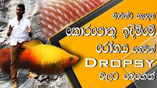 මාළුන්ගේ කොරපොතු ඉදිමීමේ රෝගයට බෙහෙත්  Treatments of fish Dropsy disease  Pet Care  Anythinglk [upl. by Gawain]