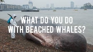 What Do You Do With Beached Whales [upl. by Ajam62]