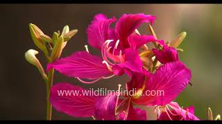 Bauhinia blakeana is a southeast Asian Kachnar species flowering profusely in Delhi these days [upl. by Adnawot]