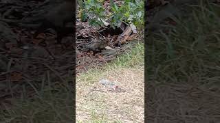 Didelphis marsupialisZarigüeya común captada en el Manglar Buscando Alimento [upl. by Yaresed]