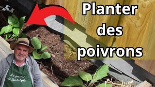 comment planter les poivrons [upl. by Atinit]