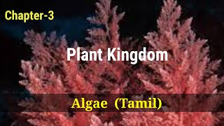 Ncert  Class 11  Chapter  3  Plant Kingdom  Algae  Tamil  302 [upl. by Enrobso424]