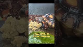 Descubre la tortuga de patas rojas y su hábitat wildlife faunasalvaje reptiles vidasalvaje [upl. by Cornelia]