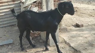 bakra eid 2024 eid ul adha dabhoiwala mohammed faiz mohammedhushenanimals goatpetsviralvideo [upl. by Aivalf402]