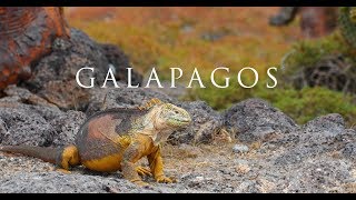 Galapagos Wildlife Adventure [upl. by Blanca]