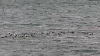 Big flock RedBreasted mergansers feeding Nov 11 2024 PNW [upl. by Herr101]