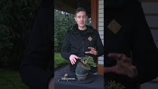 Creating a Juniper Bonsai tree [upl. by Cressler263]