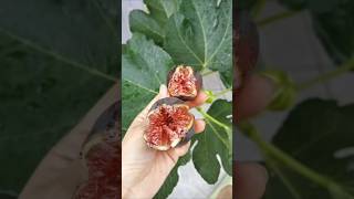 Why You Should Eat Figs Every Day satisfying shorts [upl. by Freemon404]