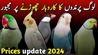 Birds new price 2024  best bird for business in 2025  Love birds New prices  raw parrot new price [upl. by Esinehc]