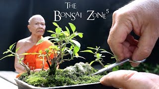 My Smallest Trees The Bonsai Zone June 2018 [upl. by Grobe]