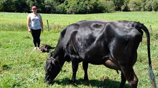 Preço das Vacas Jersey na Minha RegiãoMini Vaca5 Vantagens da Raça JerseySítio Pequeno [upl. by Anilac]