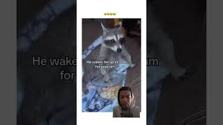 Saving a baby raccoon is crazy … shorts ytshorts fyp justforfun [upl. by Nelleh]