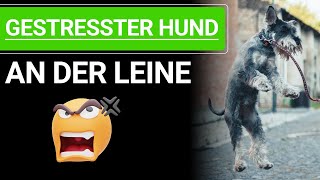 🐕🐶 Stephanie Salostowitz ➡️ Gestresster Hund an der Leine 🐕🐶✔️ [upl. by Oicaro]