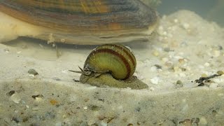 Viviparus viviparus  Sumpfdeckelschnecke  River Snail [upl. by Eatnuhs]