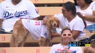 Best LA Dodger Moments of 2024 [upl. by Acemaj864]