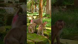 Best Action Funny Monkey Family Play Happily Together funny animals shorts [upl. by Eitsirc86]