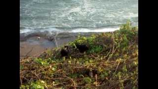 Wild Guinea Pigs cuy in Miraflores Lima Peru [upl. by Milinda]