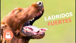 Perros LADRANDO FUERTE 🐶🔊 Mira cómo REACCIONA tu PERRO [upl. by Lynnworth]