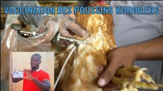 VACCINATION DES POUSSINS KUROILERS [upl. by Cirred]