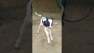 😍3 feet highet cattle 😍shortest cow breed HFyoutubeshortsminicowsreelsminiatureviralvideo [upl. by Erodaeht774]