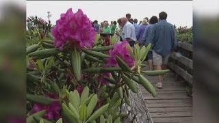 Rhododendron Festival [upl. by Milford]