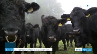 Des vaches lowlines font leur apparition en Périgord [upl. by Amaral]