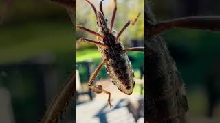 WOW CREEPY CRAWLER ￼🤯bugs outdoorbugs canadaeh creepycrawler verycool youtubeshorts Friday [upl. by Anuaf]