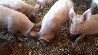 MALF Notifiable Pig Disease Detected In South Trinidad Poses No Threat To Food Safety Or Human Life [upl. by Airak]