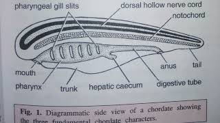 3 Fundamental CHORDATE Characters Phylum Chordata [upl. by Ruffi]