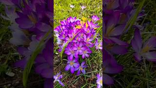 Crocus flowers youtubeshorts love trending gardening lovemusic beautiful [upl. by Wie]