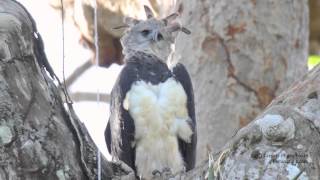 Harpy Eagle [upl. by Derte457]