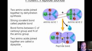 Organic chemistry screencast segment 5  proteinsmp4 [upl. by Harrison650]