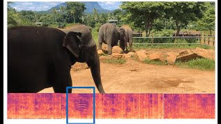 Detection of Infrasonic Seismic Elephant Rumbles [upl. by Mariandi409]