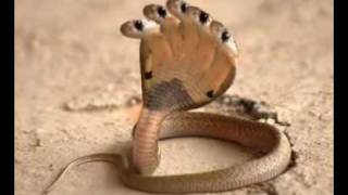 Five Head Snake HDflv [upl. by Jepson478]