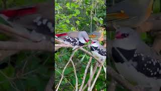 Diamond Firetail Finches  Courtship  Pekin Robin  Aviary Birds [upl. by Tterej]